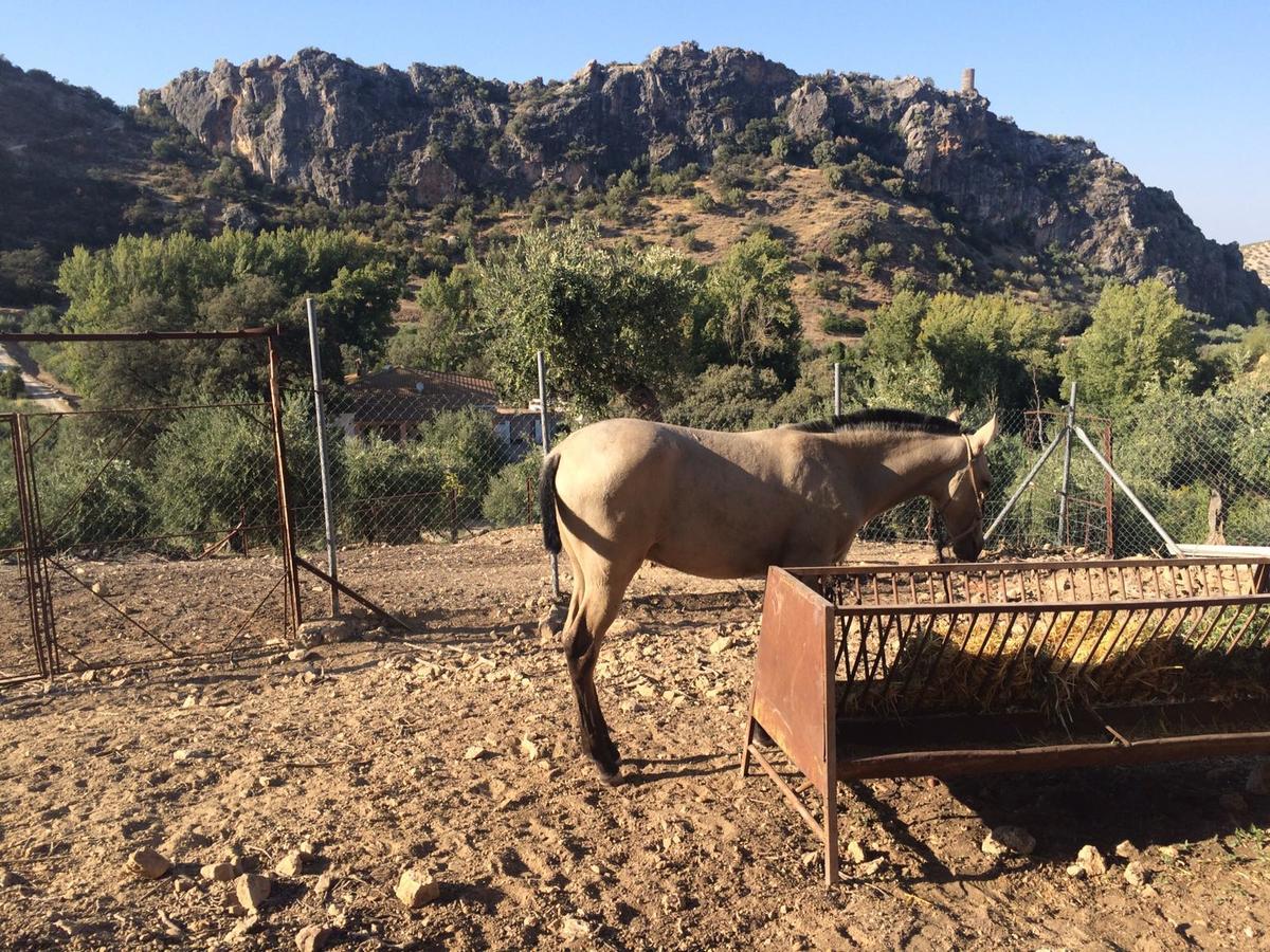 Villa La Quinta Priego de Córdoba Dış mekan fotoğraf