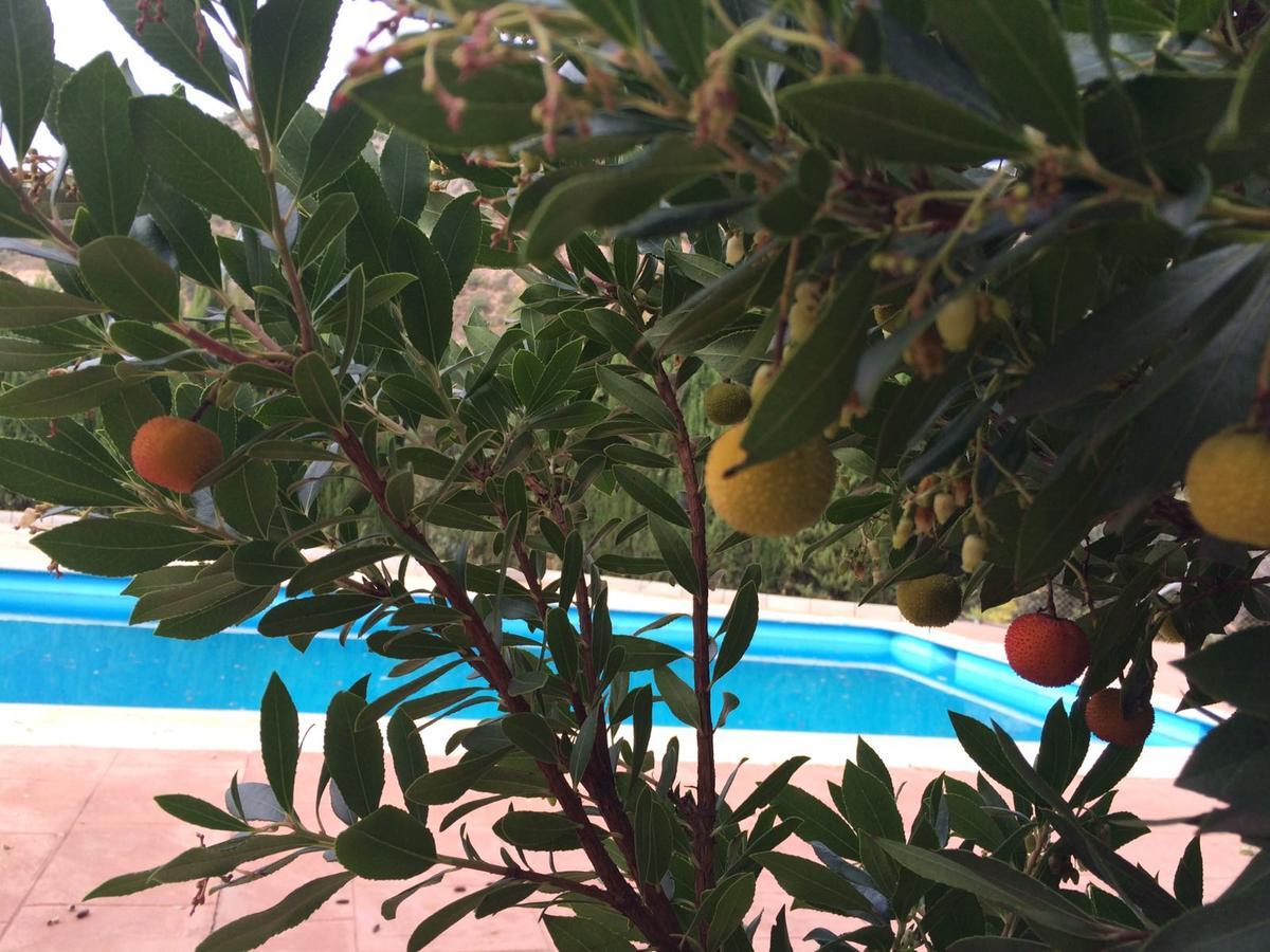 Villa La Quinta Priego de Córdoba Dış mekan fotoğraf