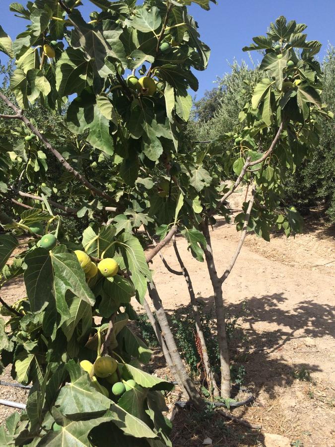 Villa La Quinta Priego de Córdoba Dış mekan fotoğraf