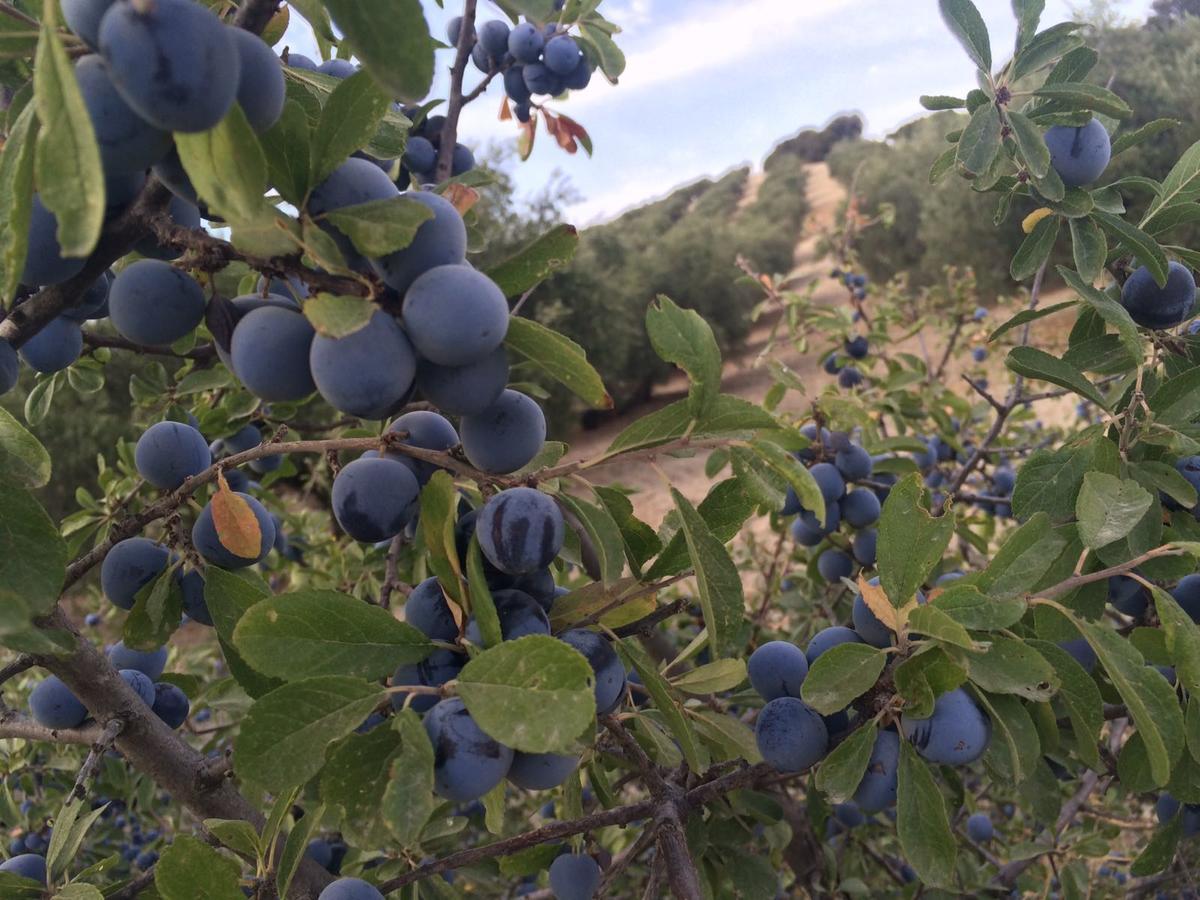 Villa La Quinta Priego de Córdoba Dış mekan fotoğraf